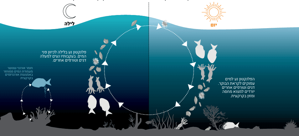 Diagram illustrating marine life cycles under the sea during both day and night.