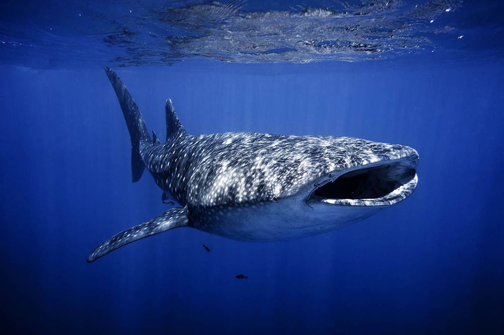 A massive whale shark swims gracefully underwater in clear blue ocean with its mouth open.