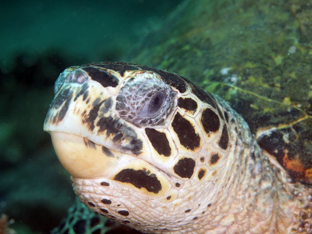 Close-up of a sea turtle's head with intricate patterned skin and a large eye.