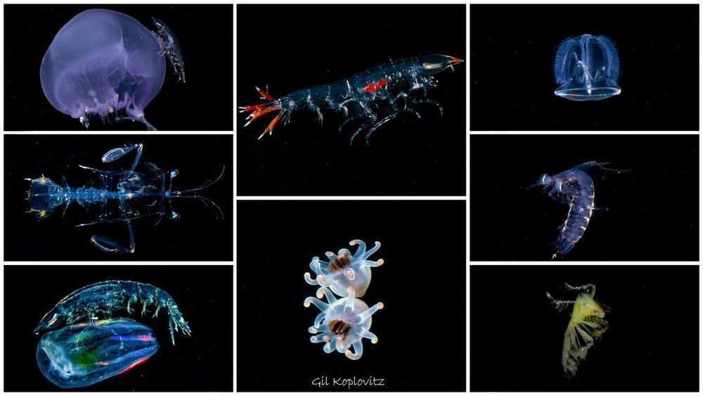 Collage of nine diverse bioluminescent deep-sea creatures against a dark background.
