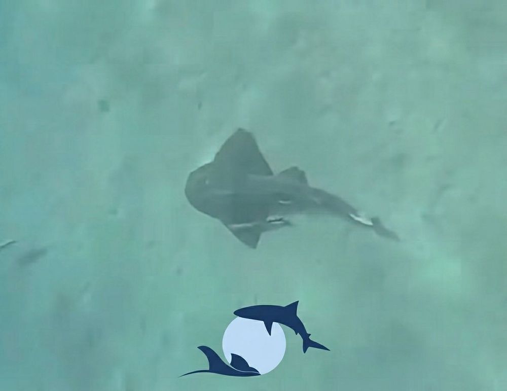 Large marine animal, possibly a ray or shark, swims in clear blue water.