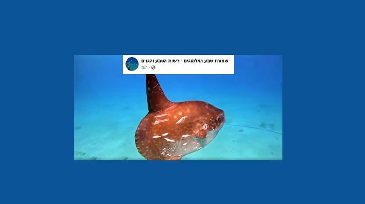 A large, round, brown ocean sunfish swims gracefully in clear blue water.