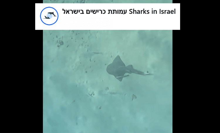 A large manta ray swims through blue-green water, with a 'Sharks in Israel' banner.